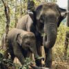 Want to encounter elephants ethically? Visit Phuket with Contiki