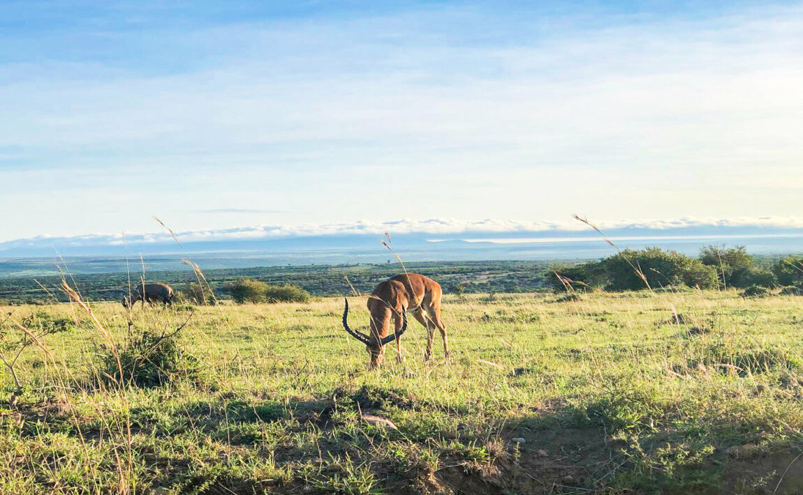 amboseli national park, kenya