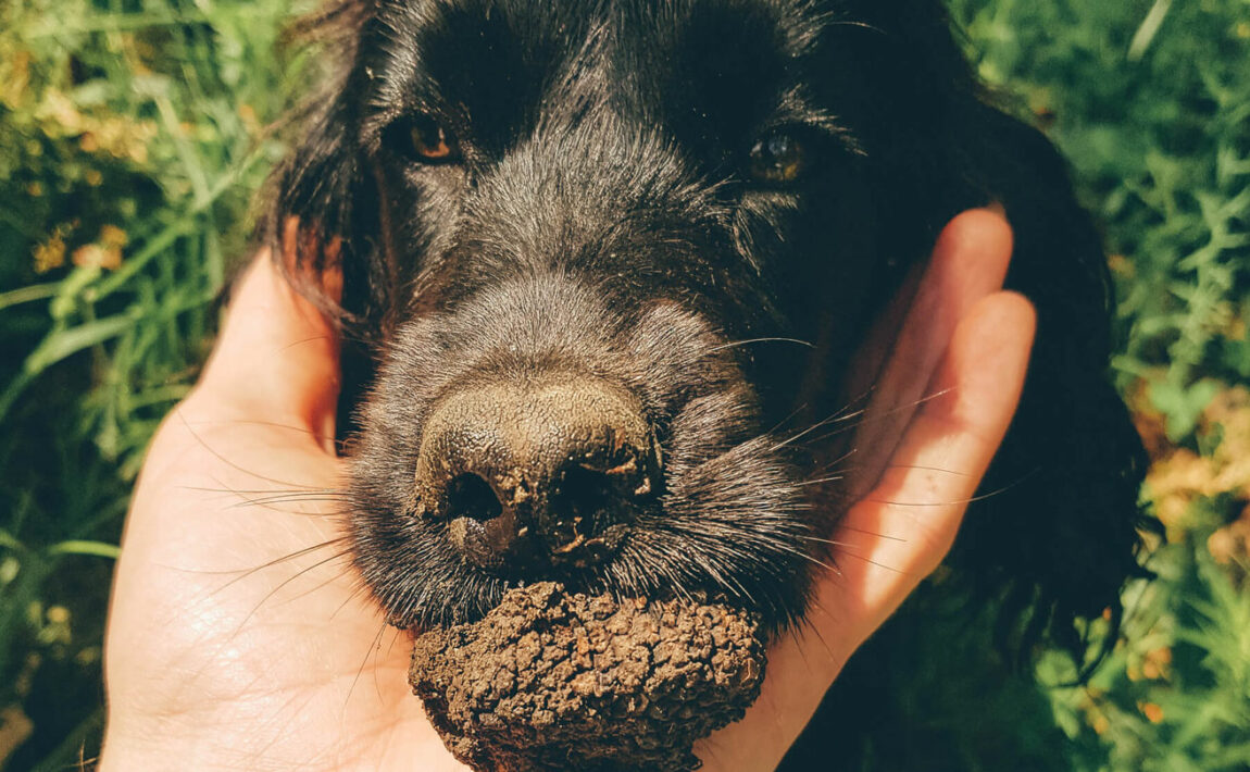 Truffle Hunting in Italy