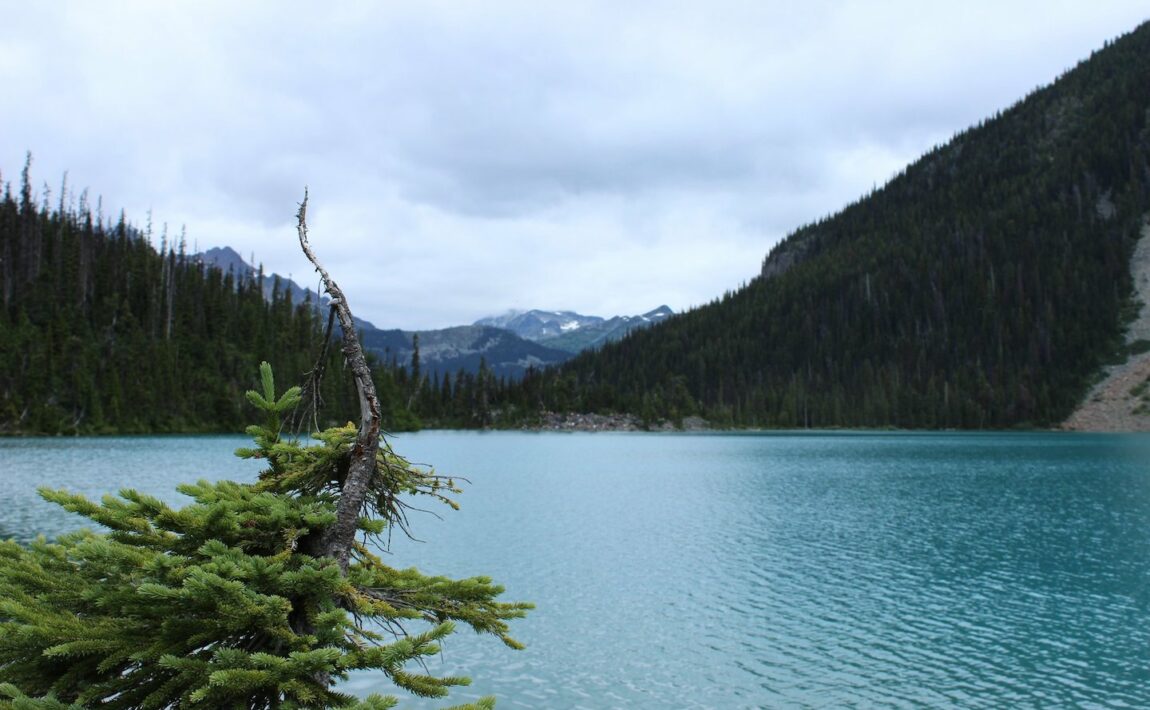 A Joffre Lake nestled in the mountains with a tree in front of it.