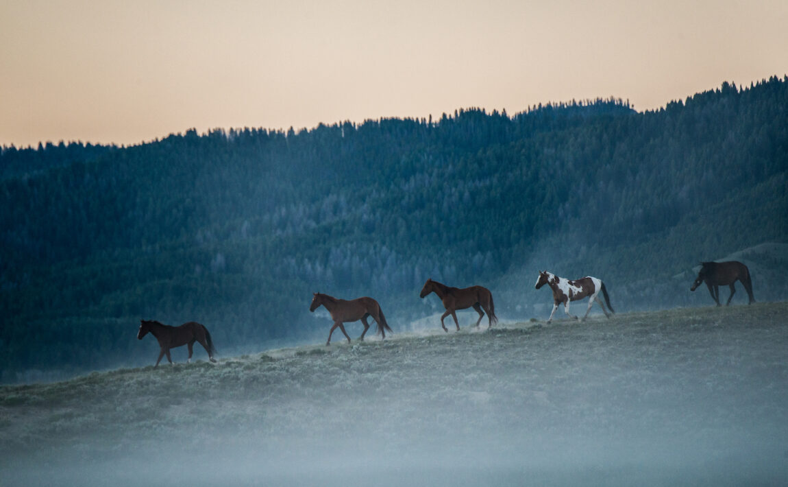 Ami Vitale horses in Montana