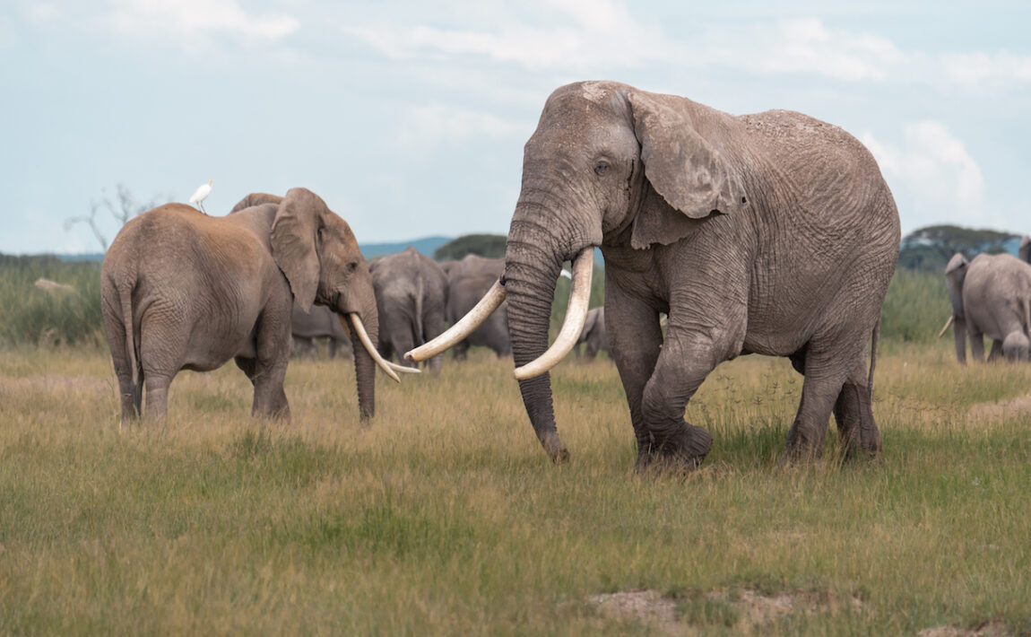 A herd of elephants participating in East Africa's great migration.