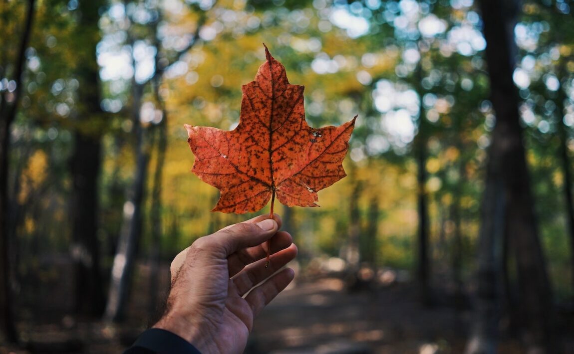 A person enjoying a staycation in the forest.