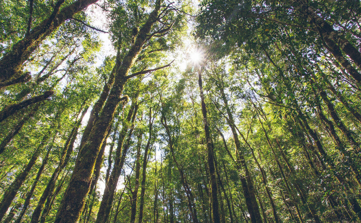 New-Zealand-forest-bathing