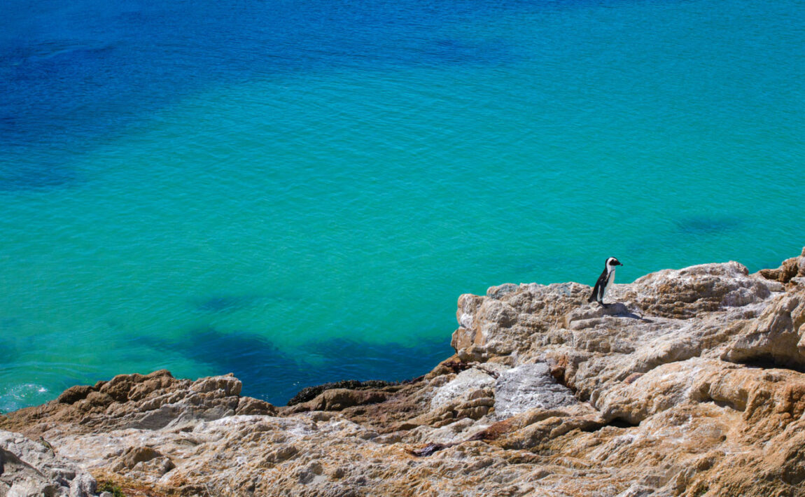 Penguins in South Africa