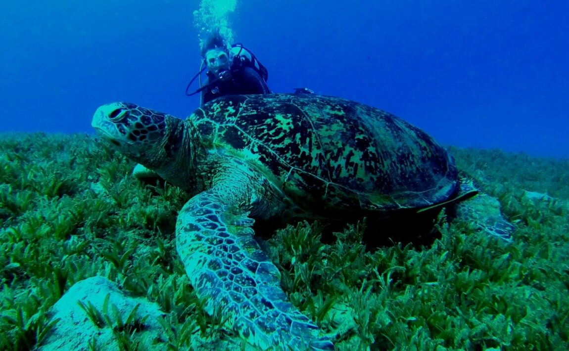 sea turtles