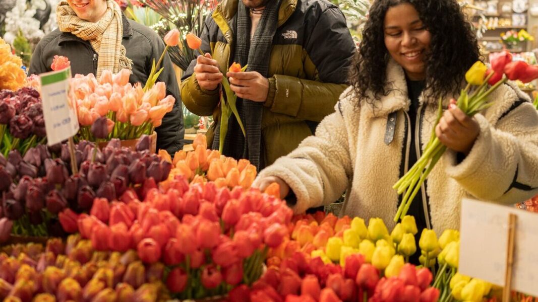 tulip shopping in Amsterdam in winter with flowers of all colours