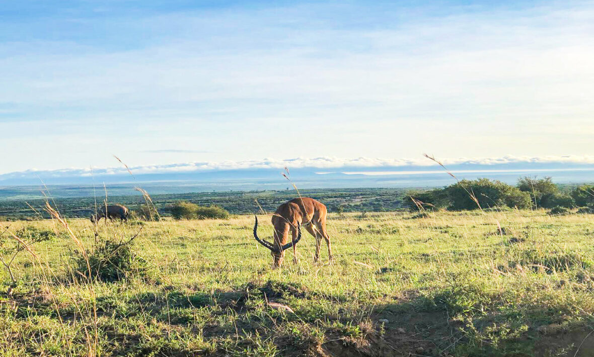 amboseli national park, kenya