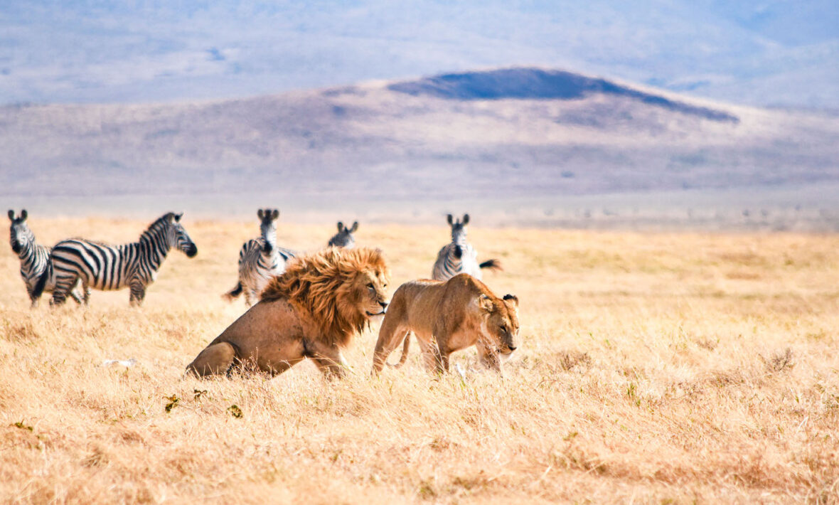 Lions in Tanzania