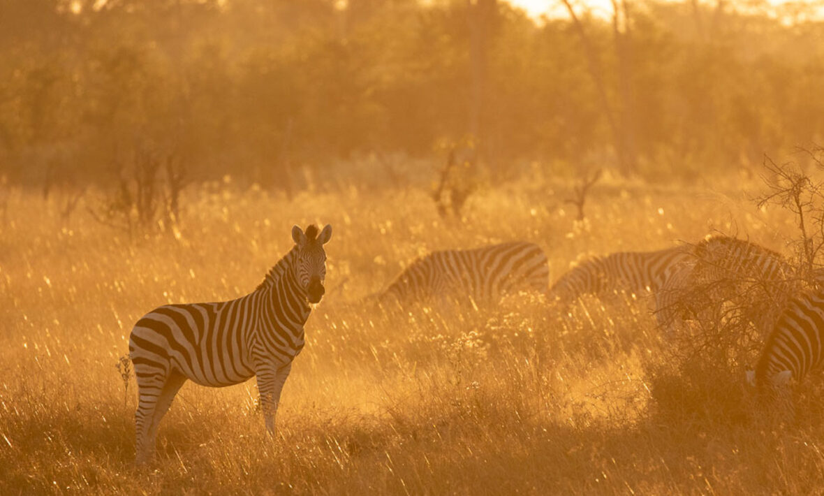 Zebras in Botswana