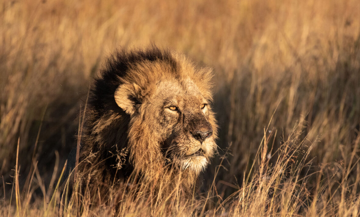 LION-NAMIBIA