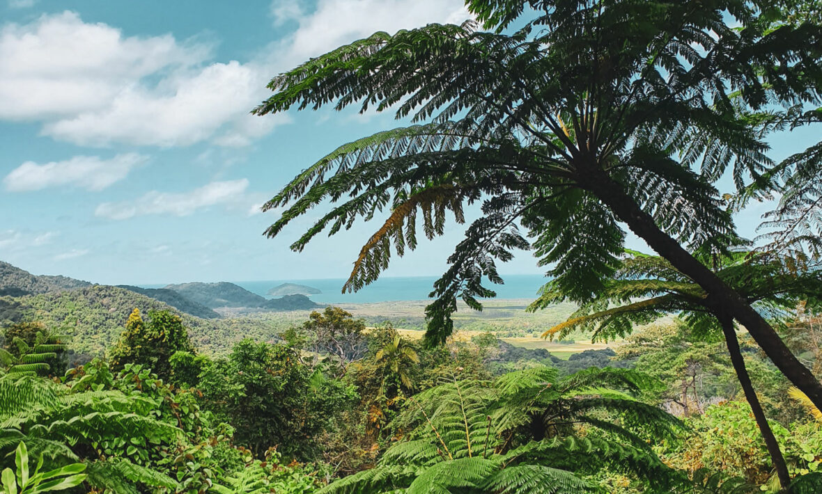 Daintree Experience