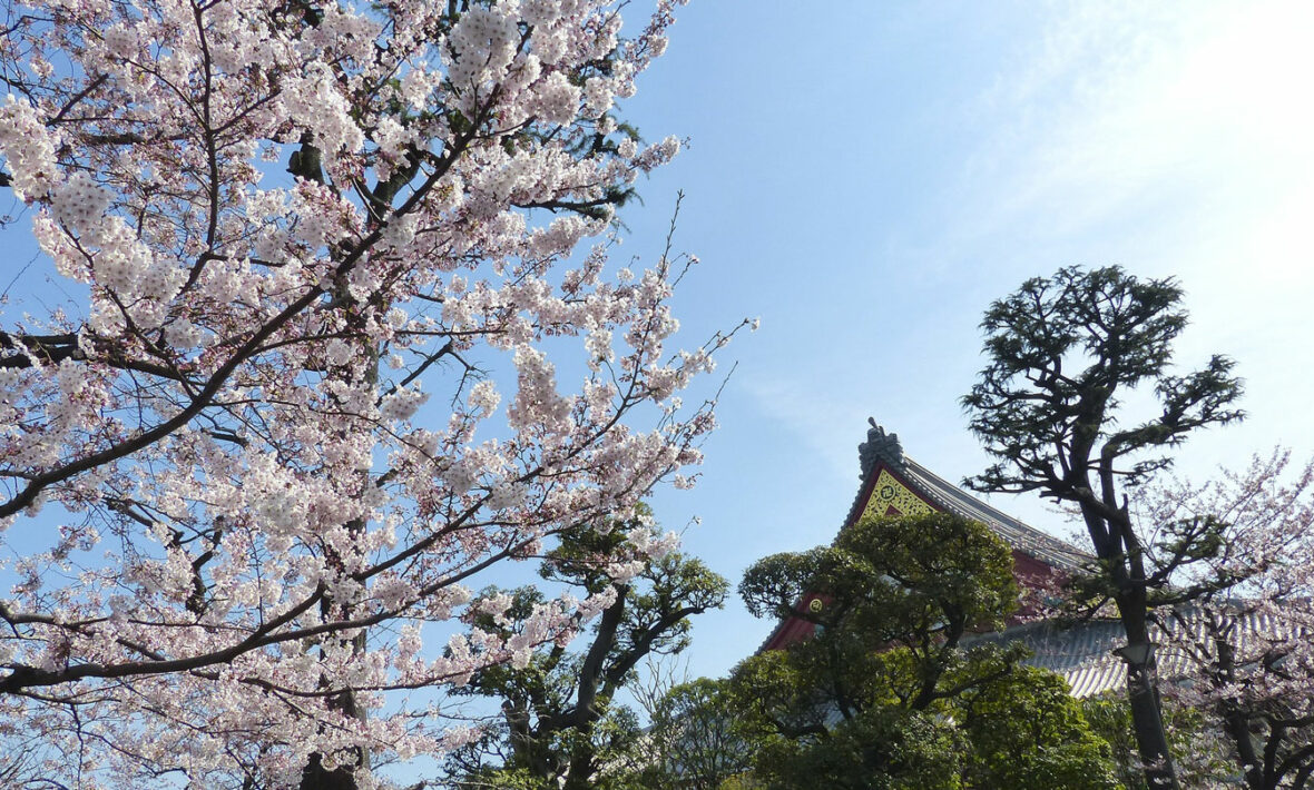 cherry-blossom-japan-cherry-trees