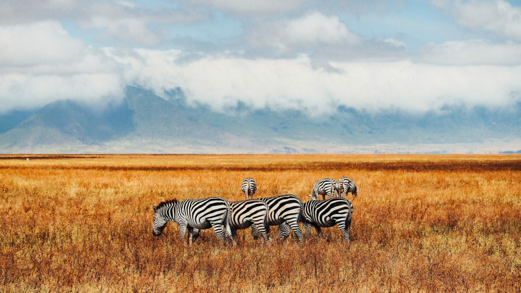 A group of zebras grazing in a field during a safari.