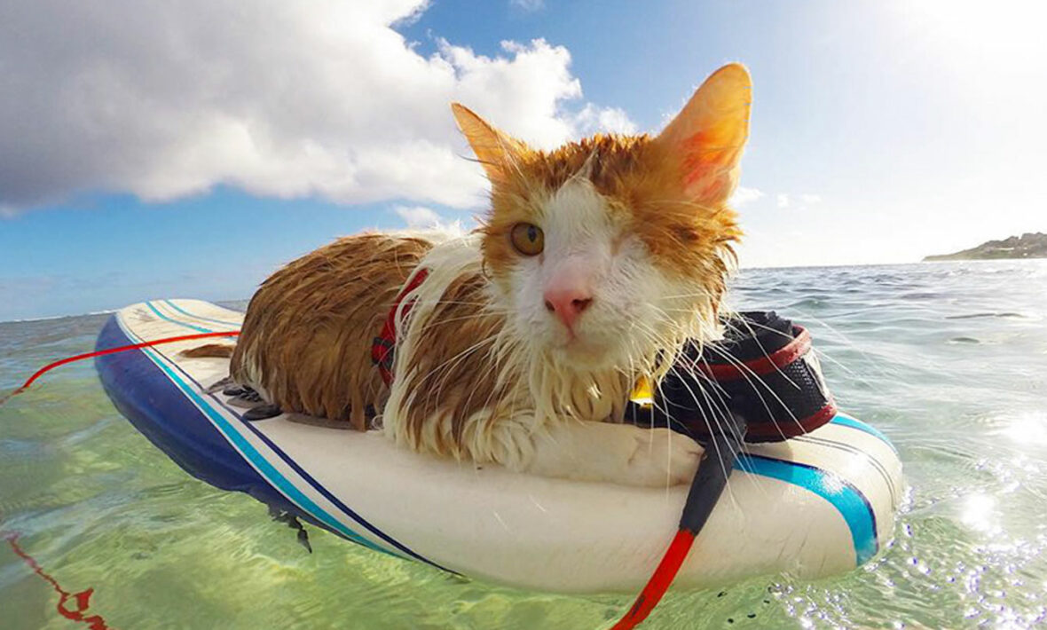 A surfboarding cat enjoying the hidden gems of Hawaii's ocean.