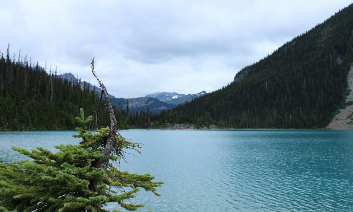 A Joffre Lake nestled in the mountains with a tree in front of it.