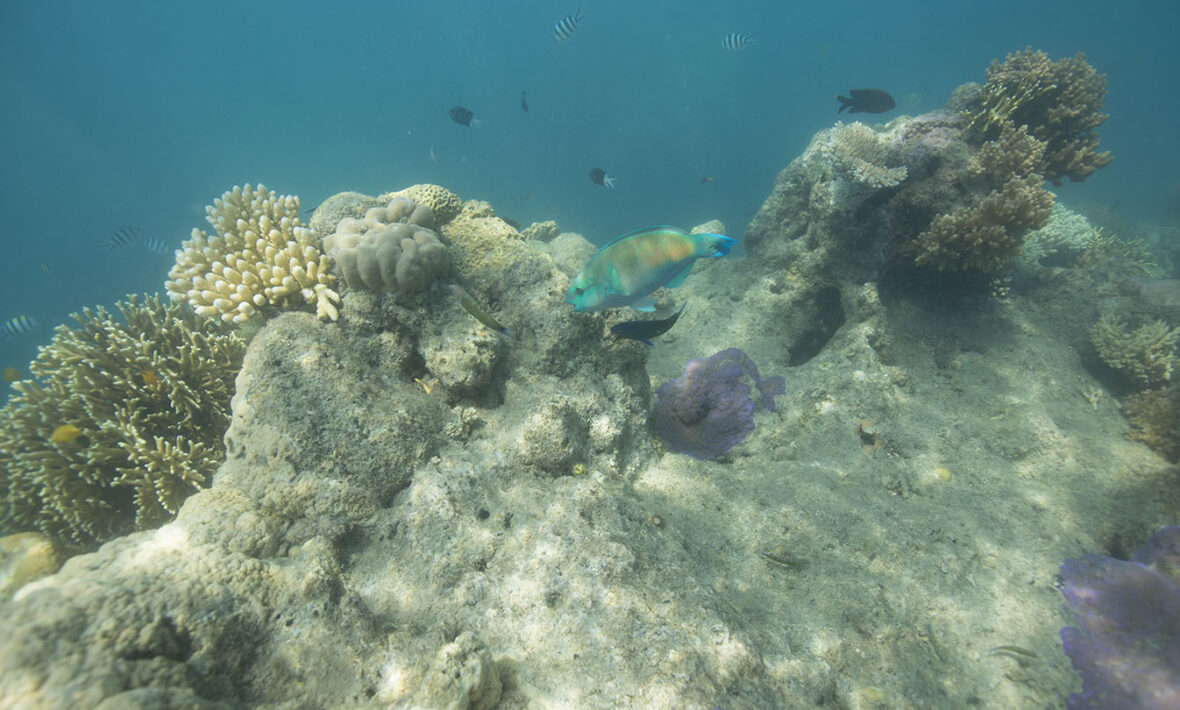 Australian-coral-reefs