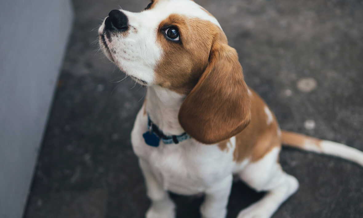 Beagle-dog-animal-rights