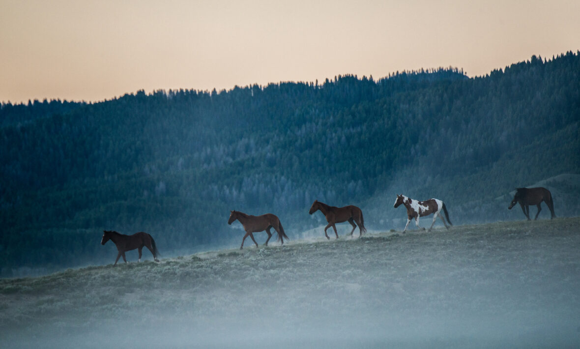 Ami Vitale horses in Montana