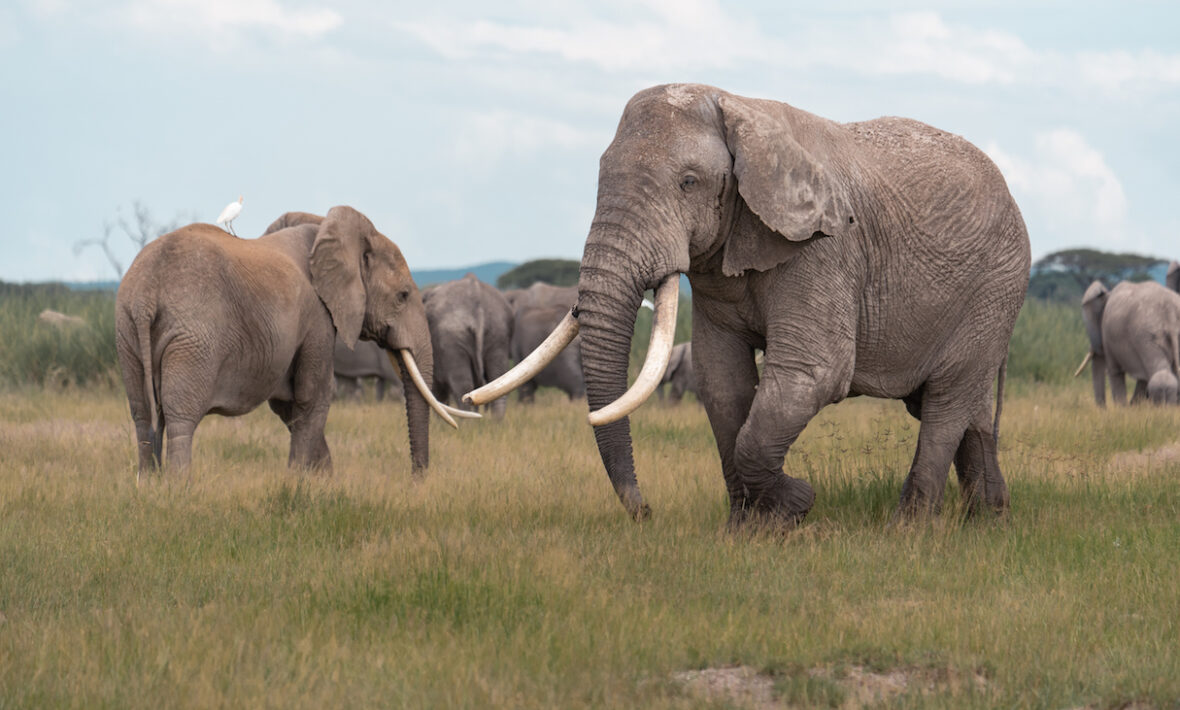 A herd of elephants participating in East Africa's great migration.