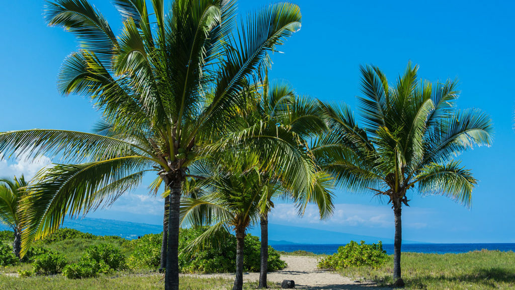 A beach in Hawaii with palm trees and a view of the ocean.