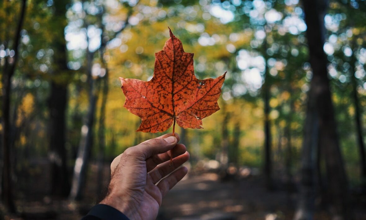 A person enjoying a staycation in the forest.