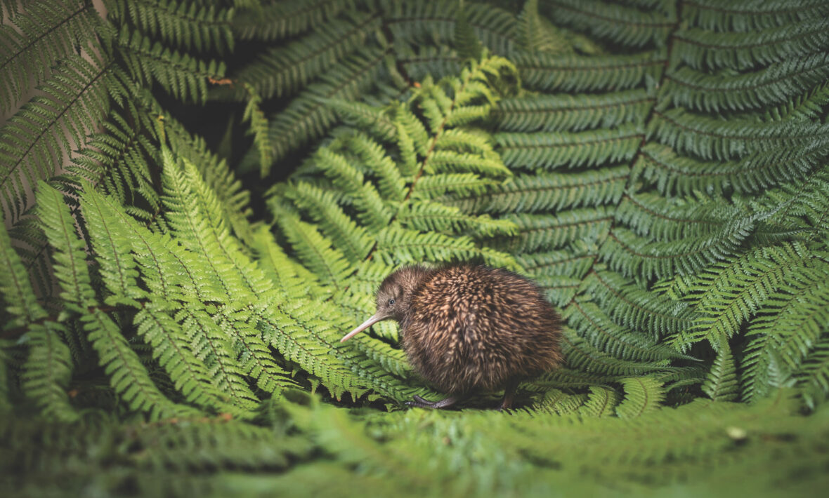 A baby kiwi bird in the ferns of New Zealand.