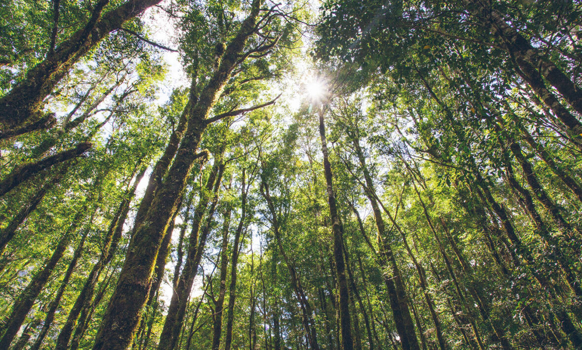 New-Zealand-forest-bathing