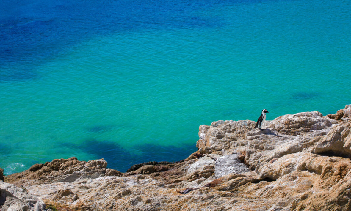 Penguins in South Africa