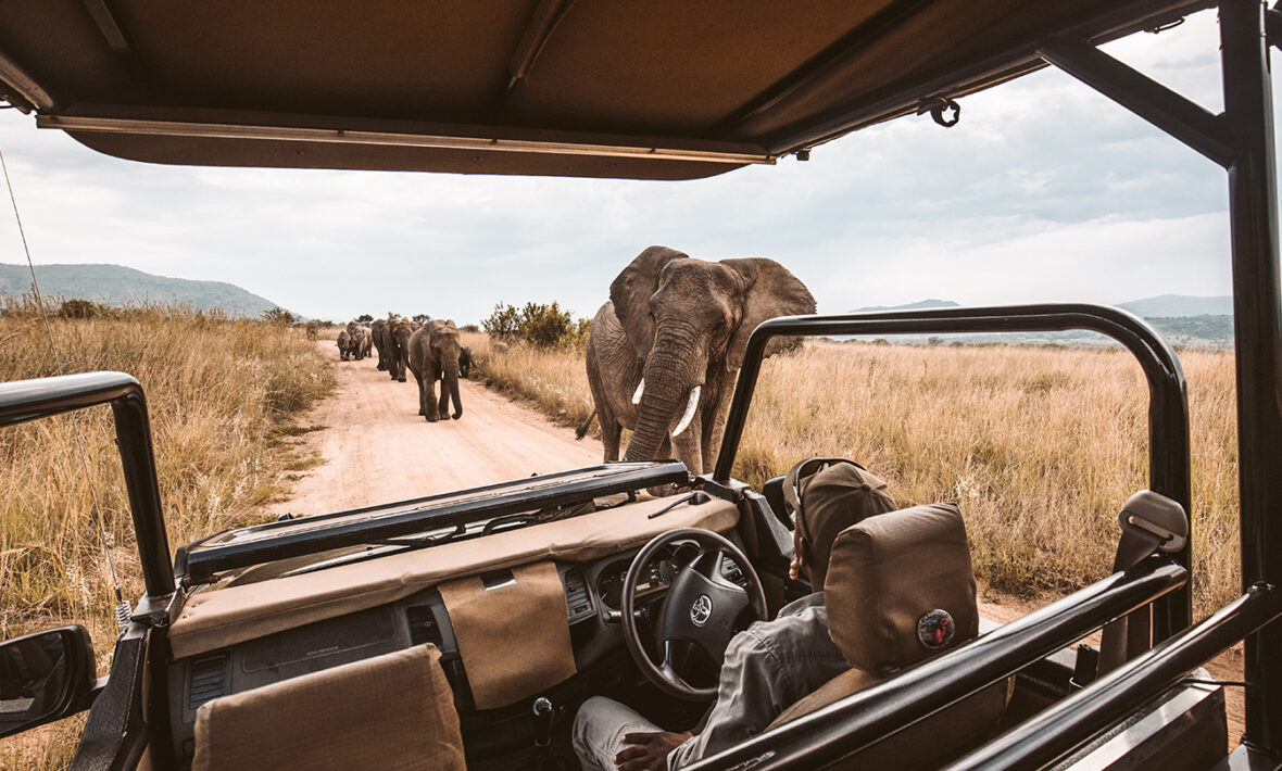 Safari & Elephants