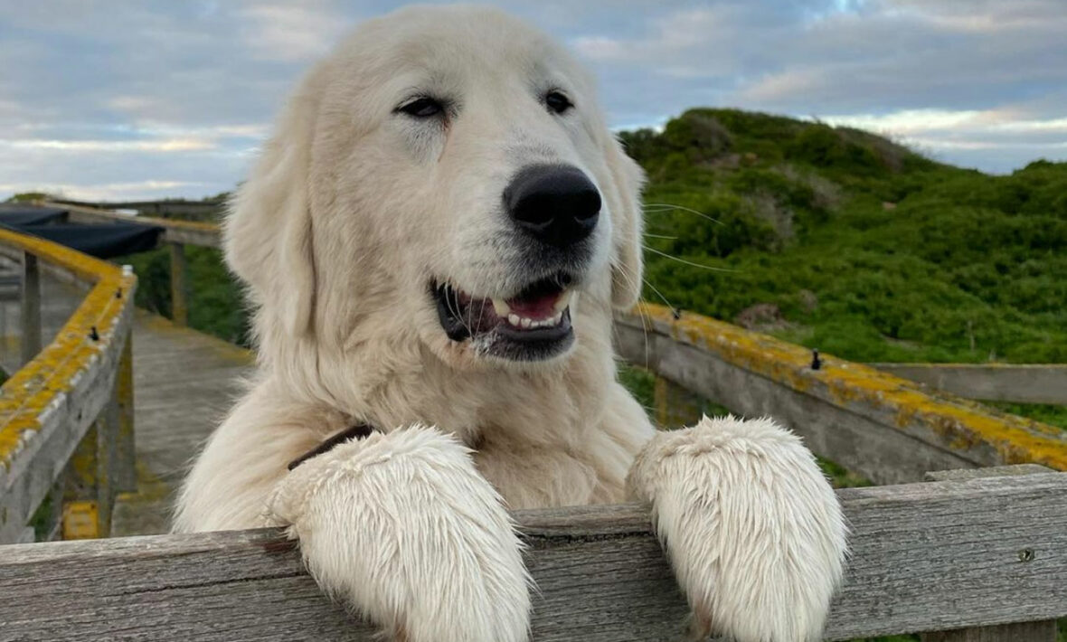 maremma dogs of middle island