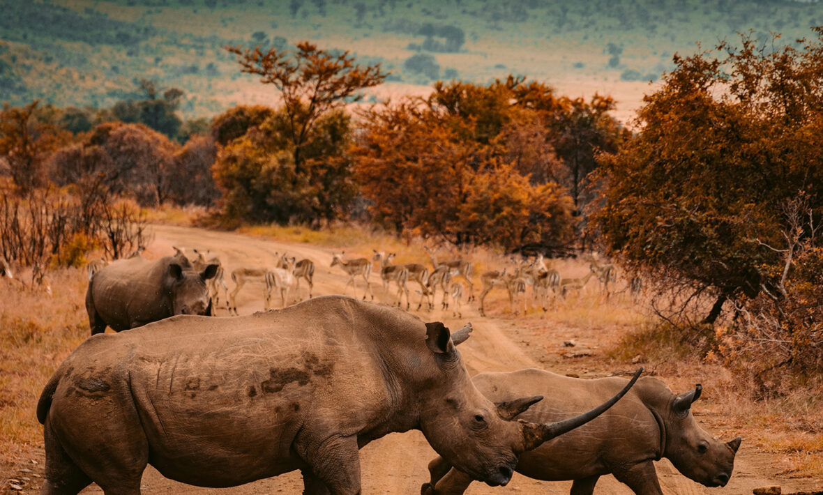 A group of rhinos crossing a dirt road in South Africa.