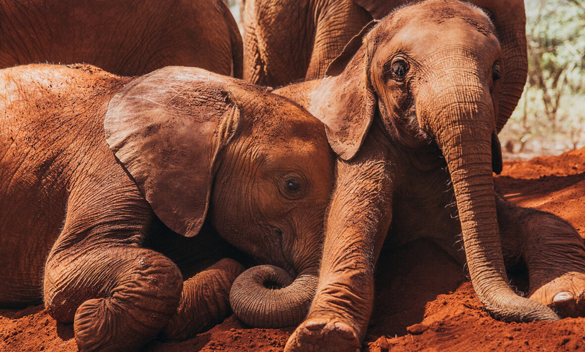 david-sheldrick-wildlife-trust