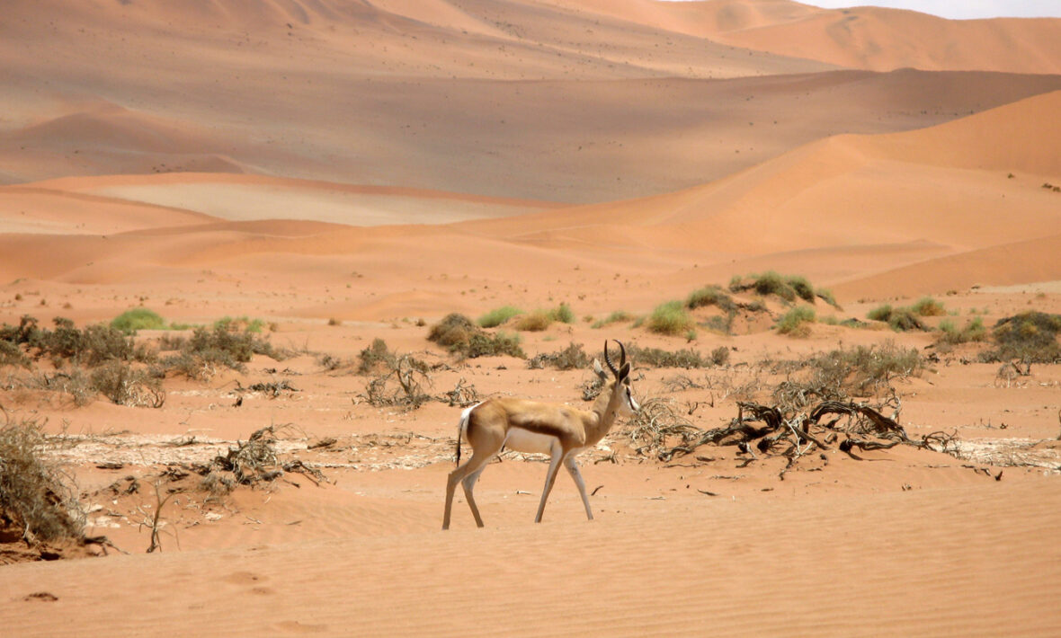 NAMIBIA-WILDLIFE