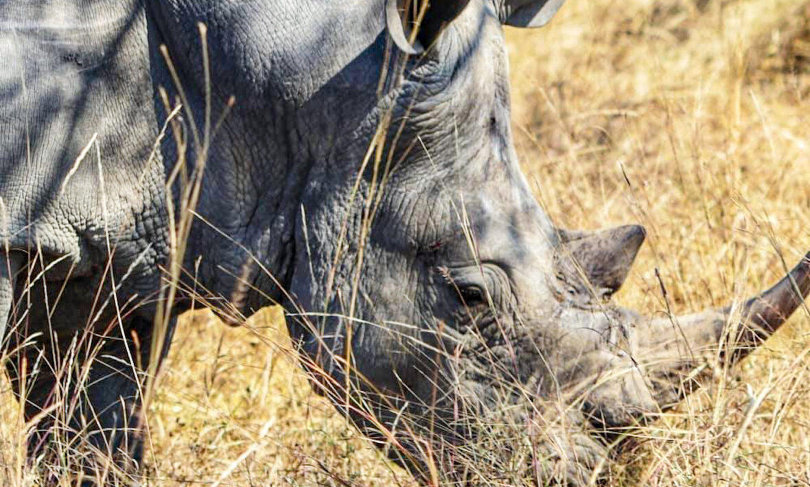 South African rhino