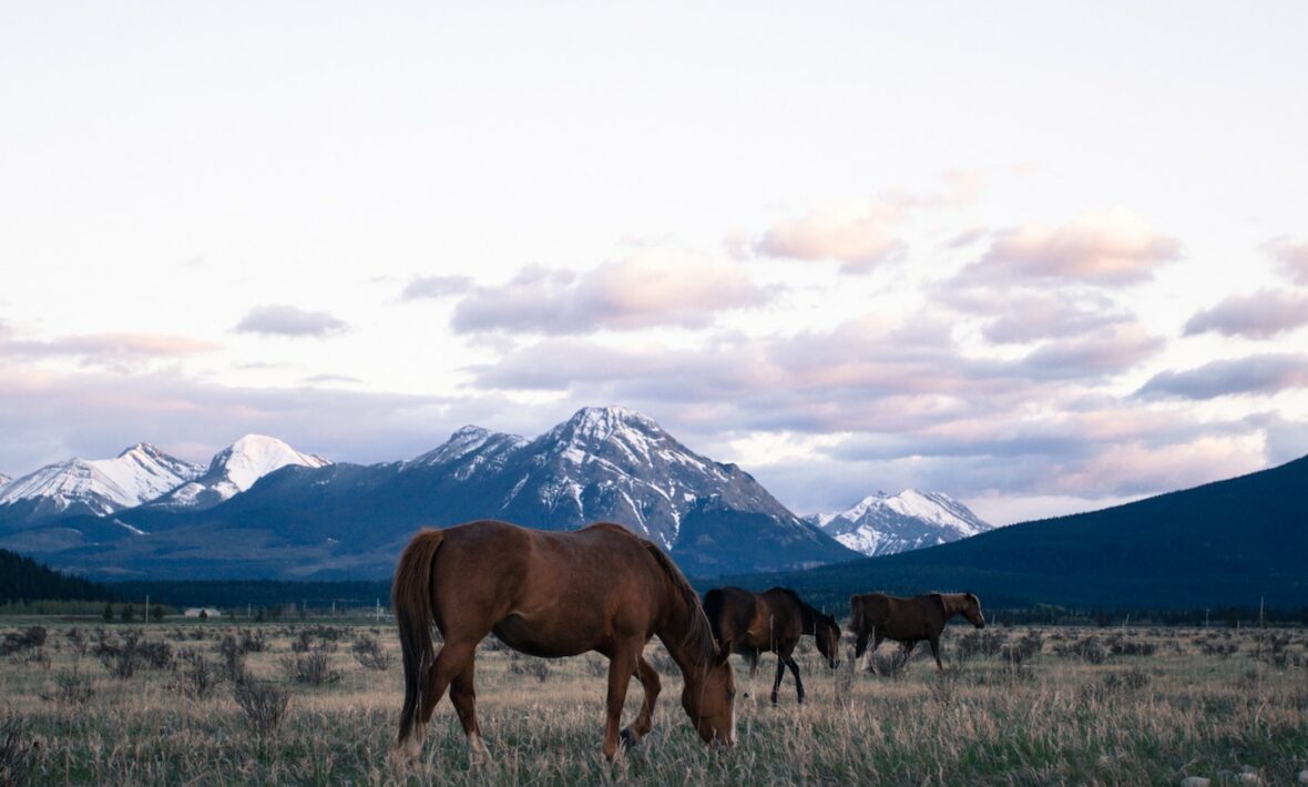 Horses in Banff, Canada