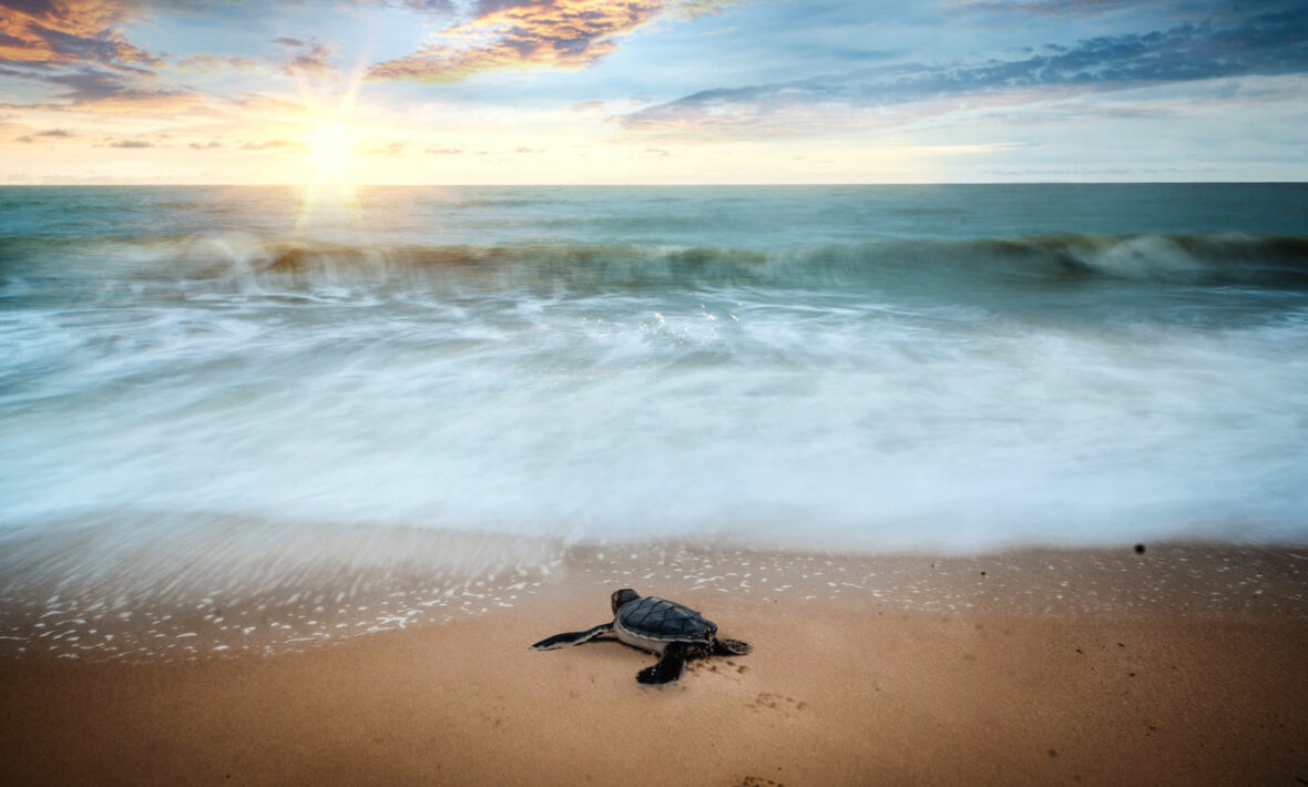 baby-tortoise-galapagos