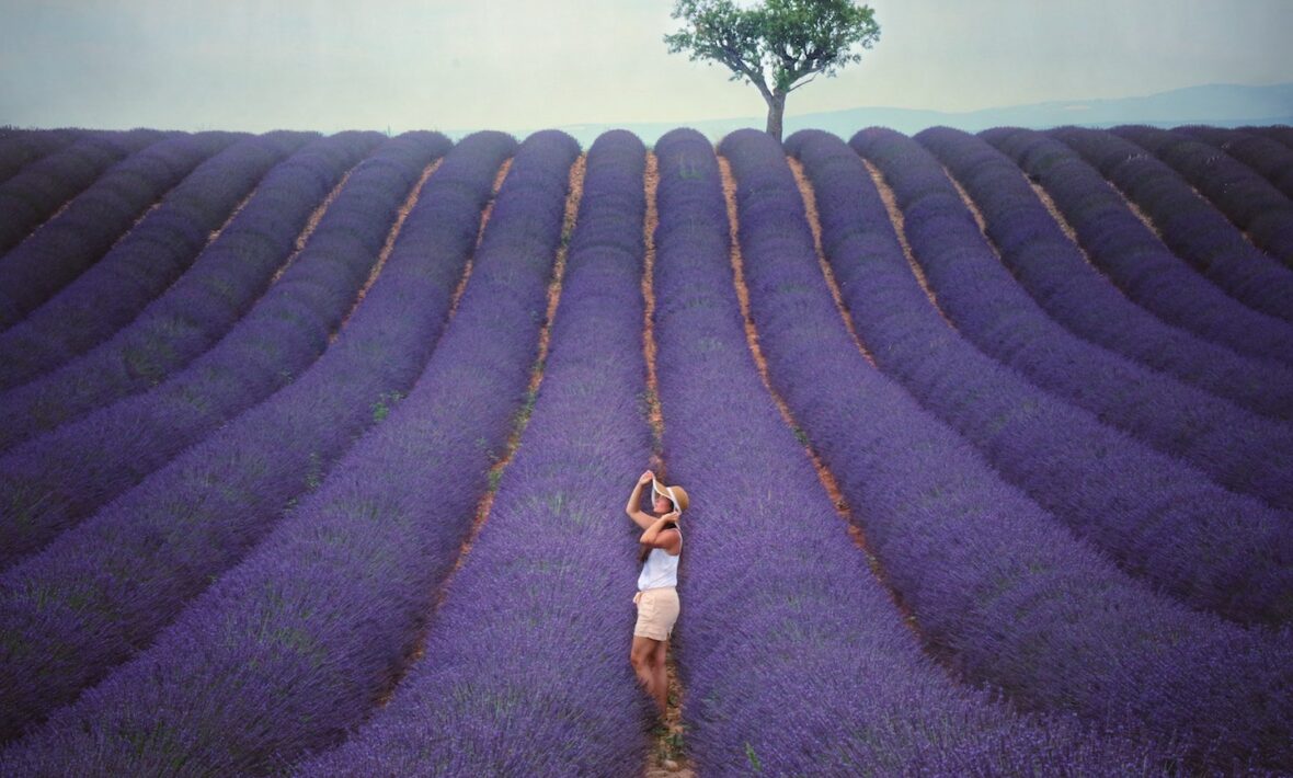 Lavender in Provence