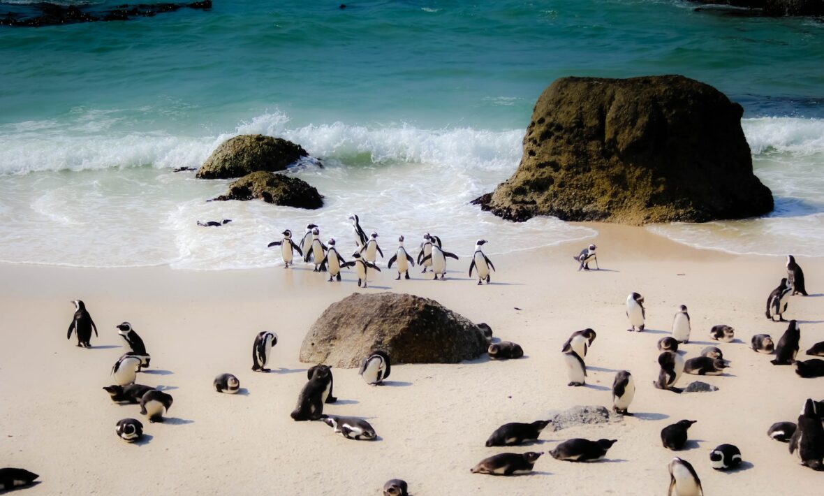 Boulders Beach, Cape Town