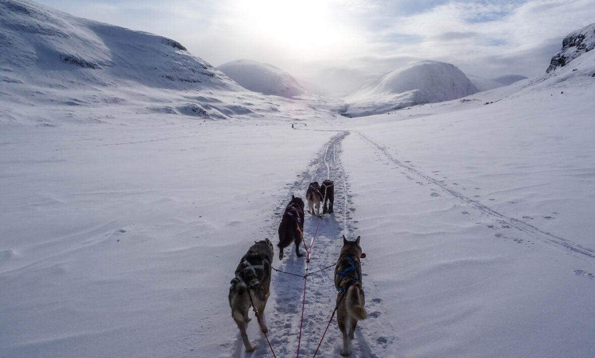 A group of huskies pulling a sled down a snowy path in winter.