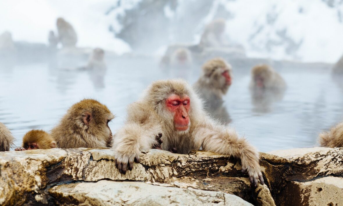 Snow monkeys in Japan