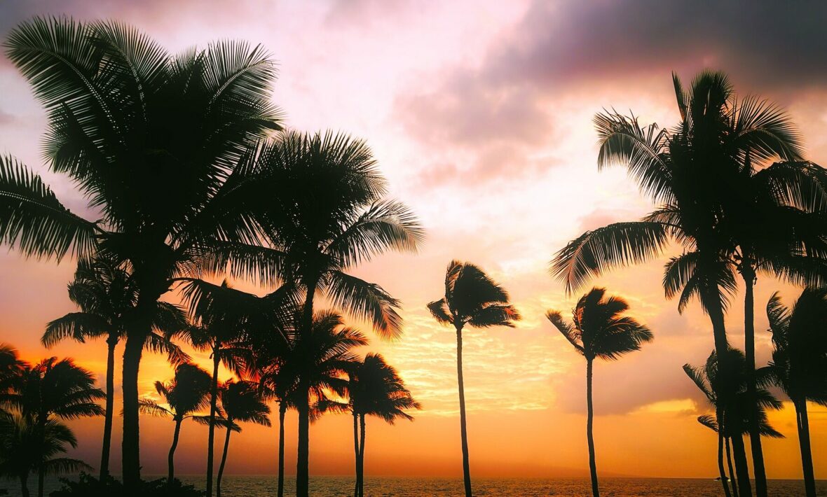 Visiting Hawaii: Palm trees on the beach.