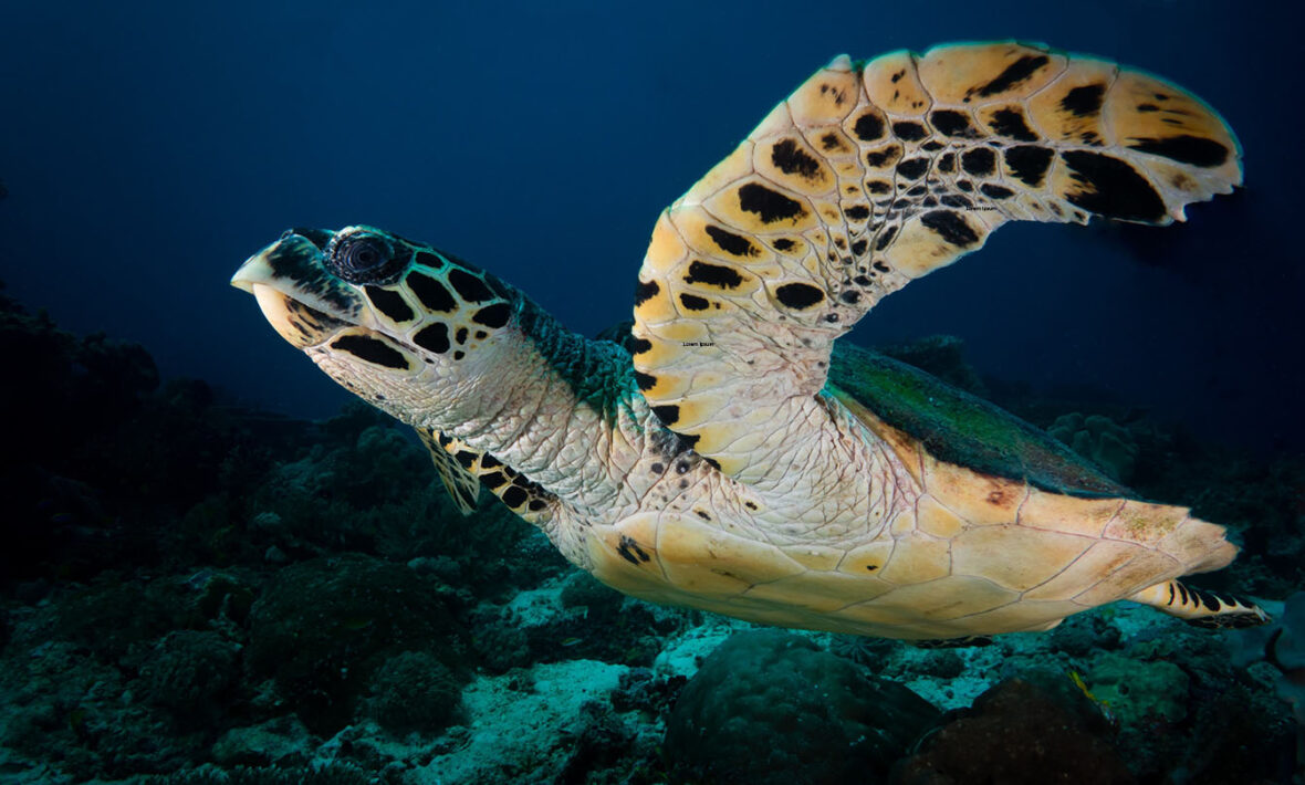 A green sea turtle swimming over a coral reef, a travel bucket list experience.