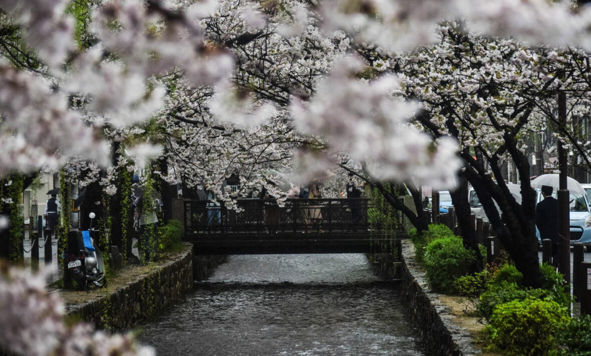 kyoto-cherry-blossom