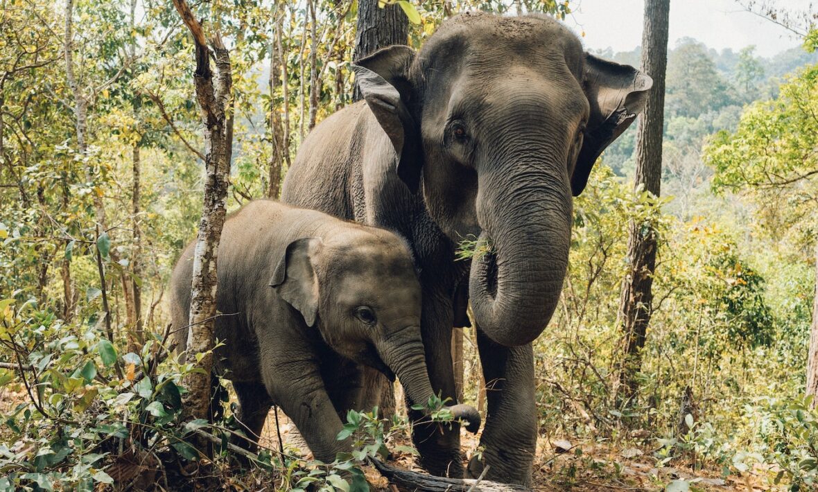 Elephants in Thailand