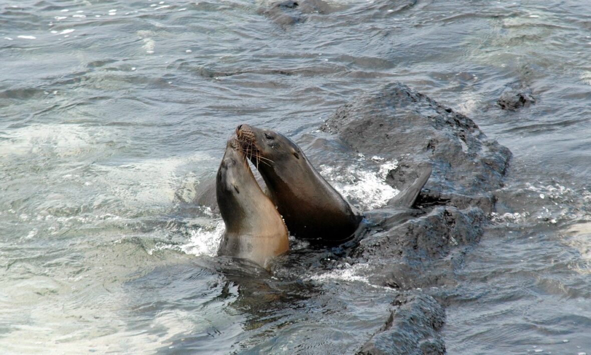 Two playful sea lions frolicking in the water.