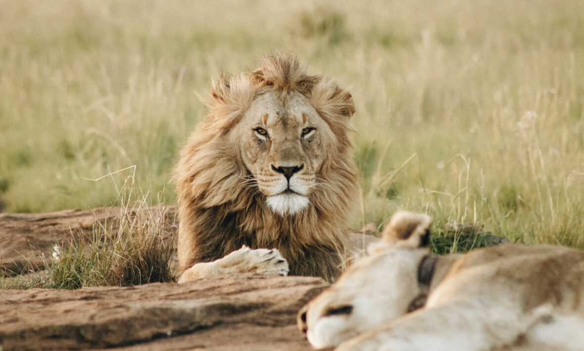 Lions in South Africa