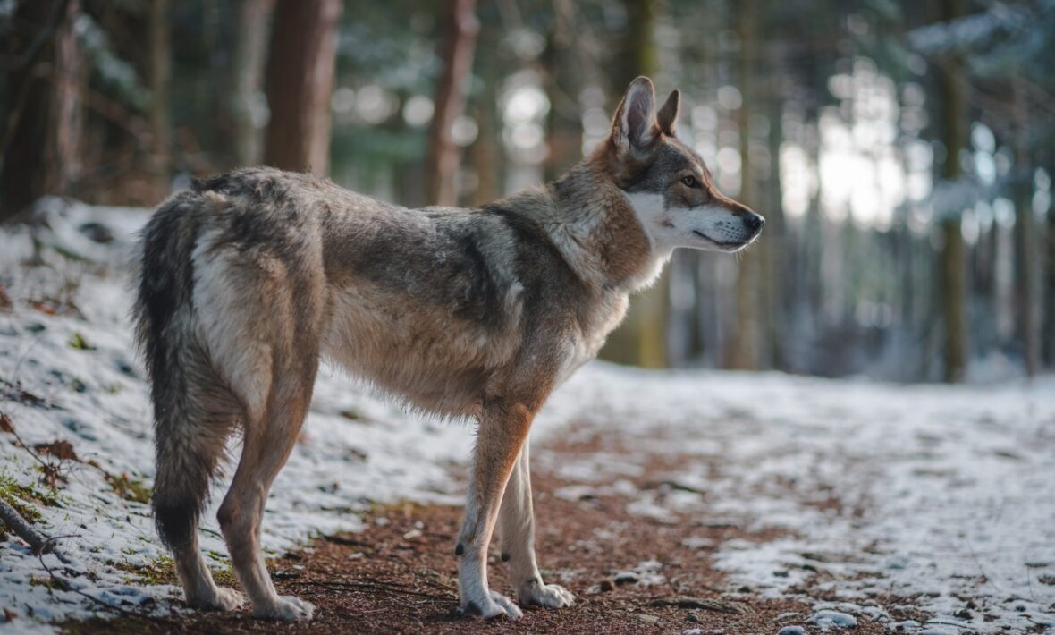 Wolfdog Sanctuary