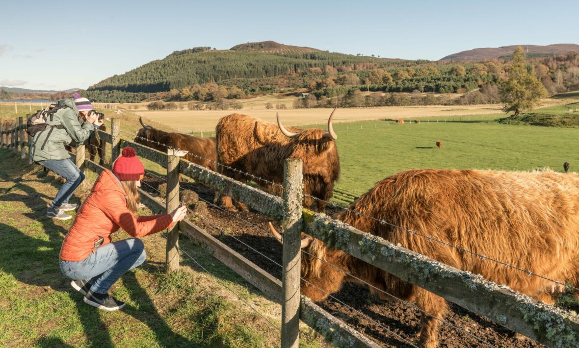 Highland cows in Rothiemurchus in Scotland