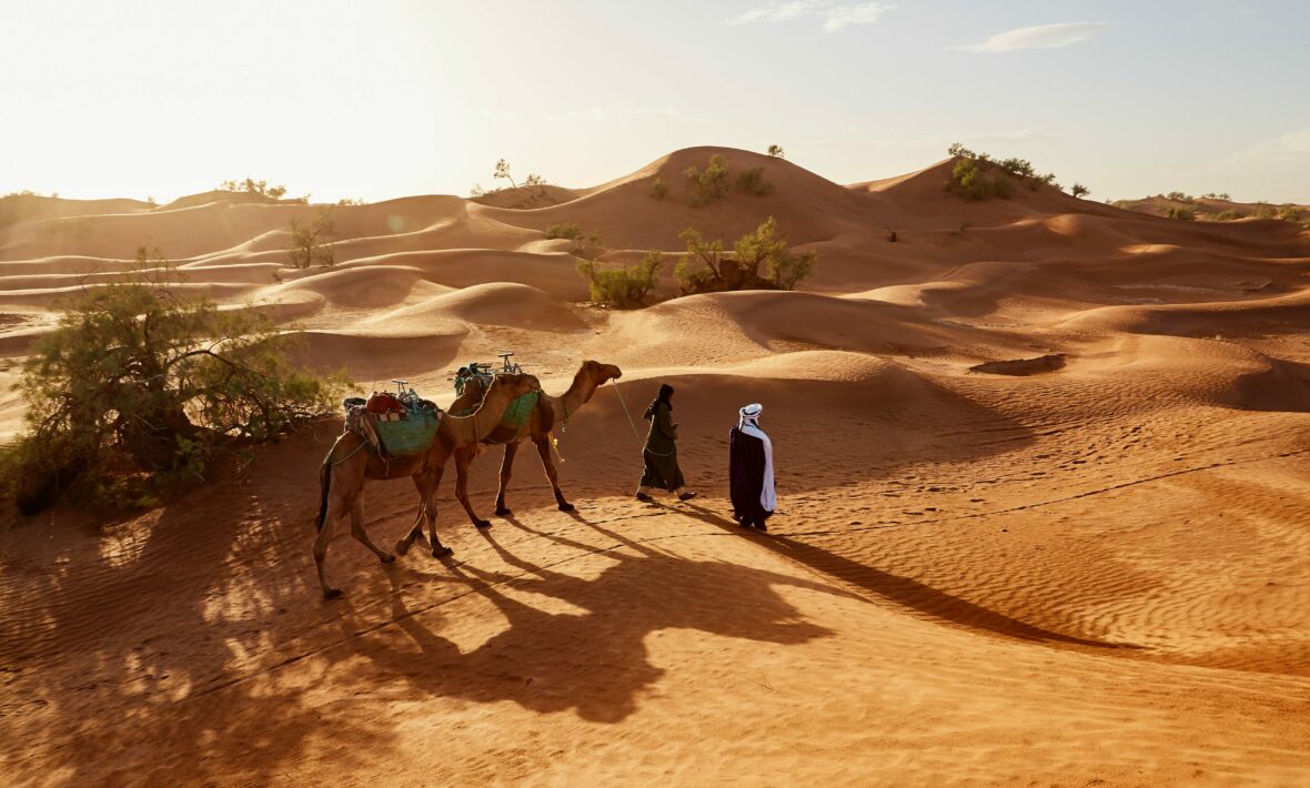 woman walking camels in desert in morocco